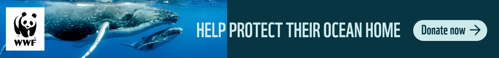 WWF-Leaderboard-Banner